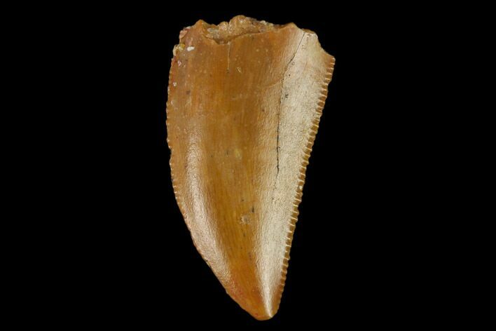 Serrated, Raptor Tooth - Real Dinosaur Tooth #133409